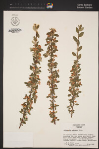 Cotoneaster adpressus image