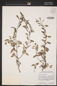Karwinskia parvifolia image