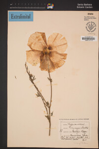 Romneya coulteri image