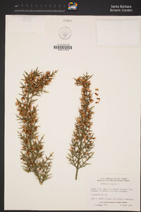 Colletia spinosissima image