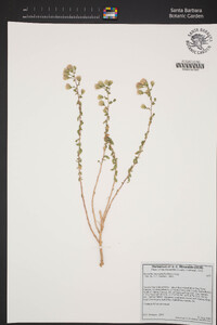 Brickellia microphylla image