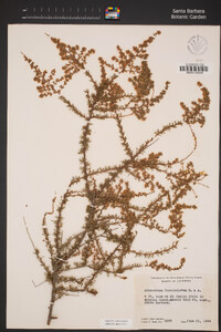 Adenostoma fasciculatum image