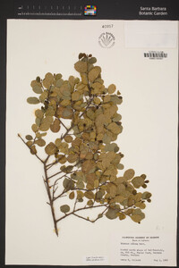 Rhamnus ilicifolia image