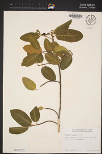 Frangula californica subsp. californica image