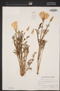 Eschscholzia californica image