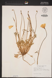 Eschscholzia hypecoides image