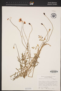 Papaver heterophyllum image