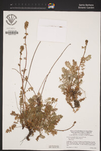 Acaena californica image