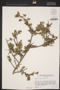 Rhamnus crocea image