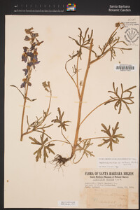 Delphinium parryi subsp. maritimum image