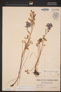 Delphinium parryi subsp. maritimum image