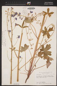Delphinium umbraculorum image