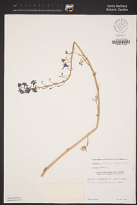 Delphinium umbraculorum image