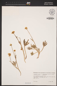 Ranunculus canus var. ludovicianus image