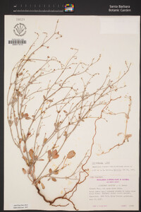 Eriogonum vestitum image