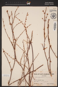 Eriogonum vimineum image