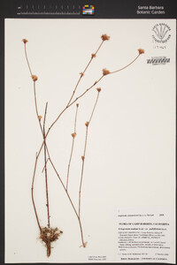 Eriogonum nudum var. pubiflorum image