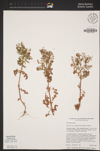 Eucrypta chrysanthemifolia image