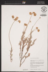 Eriogonum fasciculatum var. polifolium image