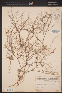 Eriogonum brachyanthum image