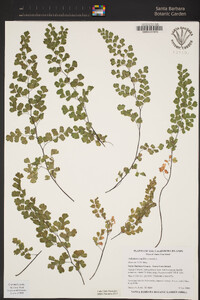 Adiantum capillus-veneris image