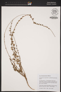 Stephanomeria virgata image