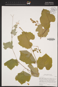 Vitis girdiana image