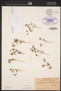 Navarretia divaricata image