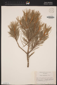 Pinus monophylla image