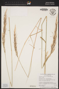 Thorneochloa diegoensis image