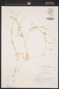 Gilia achilleifolia subsp. multicaulis image