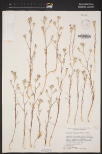 Eriastrum virgatum image