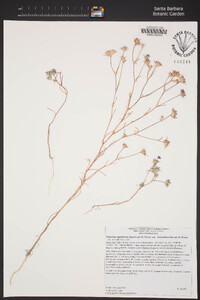 Eriastrum sapphirinum subsp. dasyanthum image