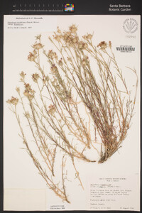 Eriastrum densifolium image