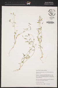 Allophyllum gilioides subsp. violaceum image