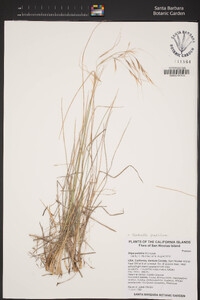 Stipa pulchra image