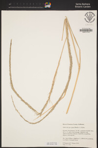 Muhlenbergia rigens image