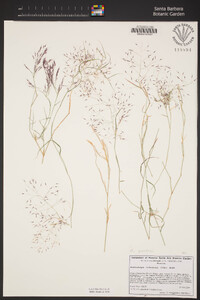 Muhlenbergia porteri image