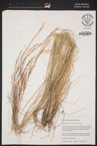 Hesperostipa comata var. comata image