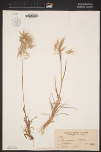 Bromus tectorum image