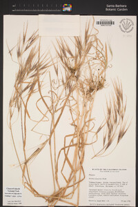 Bromus diandrus image