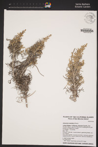 Artemisia nesiotica image