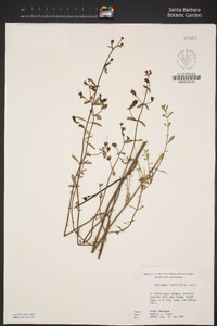 Keckiella breviflora image