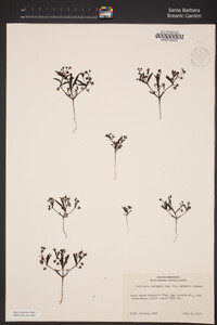 Collinsia torreyi image