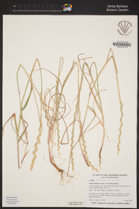 Festuca perennis image