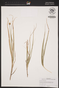 Carex athrostachya image