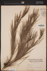 Pinus halepensis image