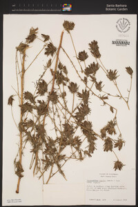 Cordylanthus rigidus image