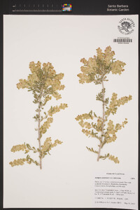 Atriplex canescens image