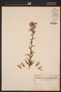 Castilleja applegatei image